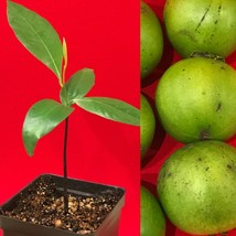 Black Sapote Diospyros Nigra Chocolate Pudding Starter Plant Tropical Fr... - $23.16