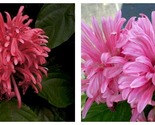 PINK FLAMINGO JUSTICIA CARNEA Brazilian Plume Jacobinia Starter Plant - $45.93