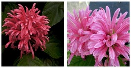 Pink Flamingo Justicia Carnea Brazilian Plume Jacobinia Starter Plant - £36.71 GBP