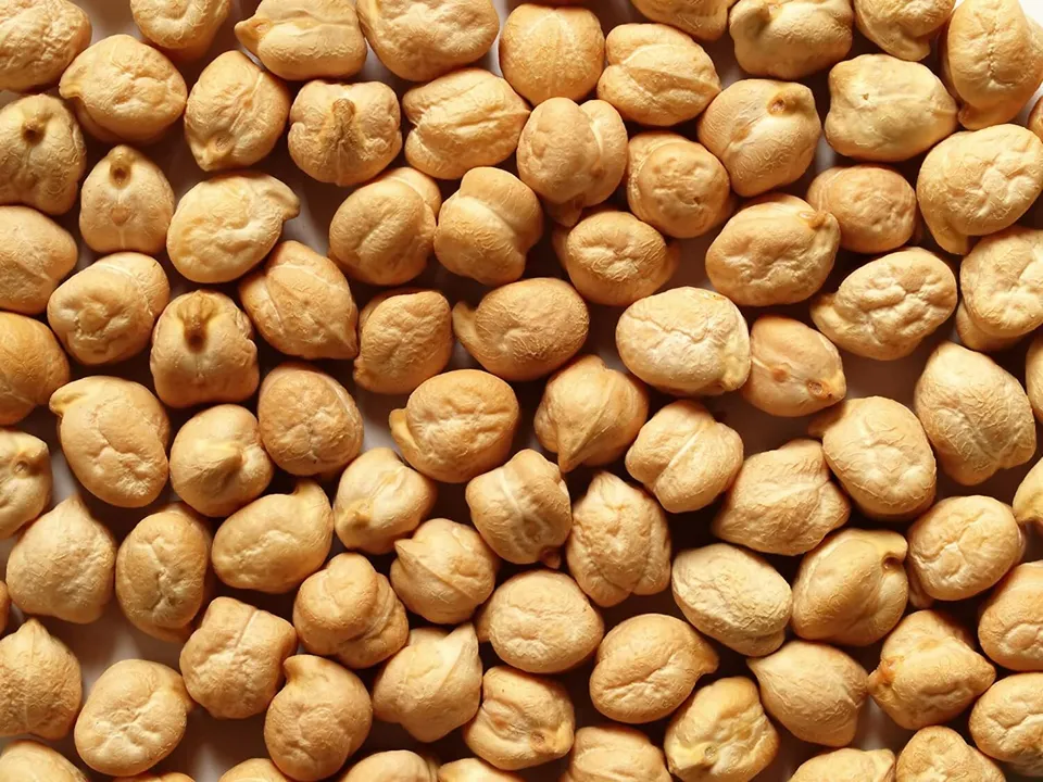 200 Garbanzo Bean Seeds To Grow Chickpeas Usa Seller - $25.96