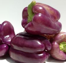OKB 30 Sweet Lilac Bell Pepper Seeds. Non GMO . Heirloom. Fresh Garden Seeds. - £4.91 GBP