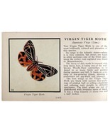 Virgin Tiger Moth 1934 Butterflies Of America Antique Insect Art PCBG14A - $19.99