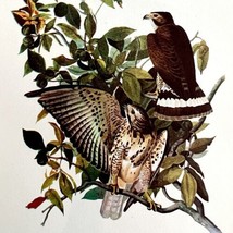 Broad Winged Hawk Bird 1950 Lithograph Print Audubon Nature First Editio... - $29.99