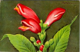 Postcard Red Turtlehead Wildflower Chelone Obliqua Peterson Wildlife Federation - £3.89 GBP