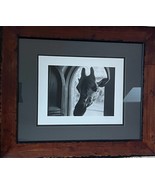 Joanne Petrina giraffe Photography - $175.00