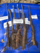 Shellbark Hickory (Carya laciniosa) tree plant , 6-12” tall. - £18.38 GBP