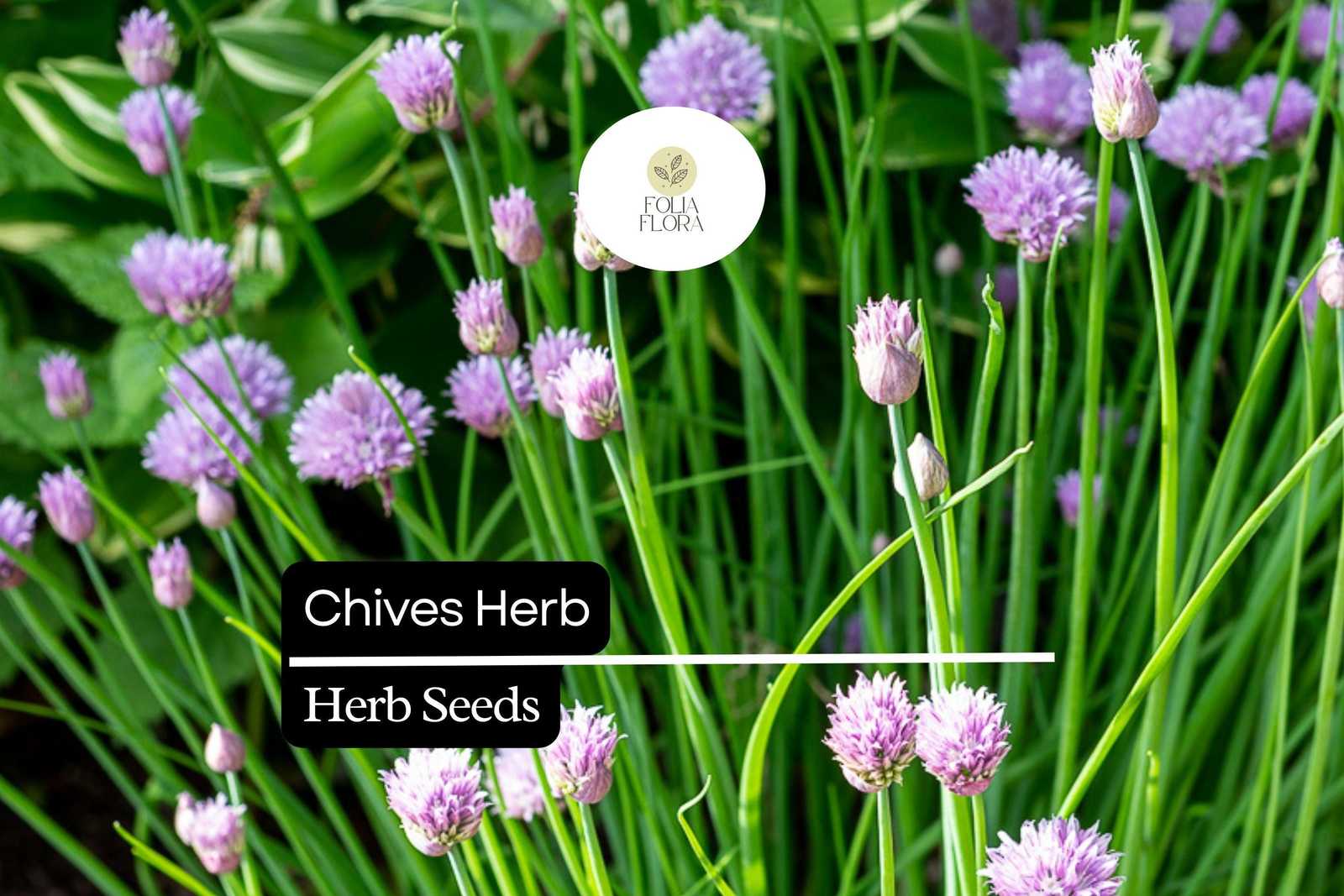 150 Chive Herb Seeds – Allium schoenoprasum – Heirloom, Perennial, Mild ... - $5.14