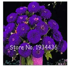 New Fresh 100 Pcs Exotic Zinnia Pretty Pastel Mixed Flower Perennial Spring Flow - $13.62