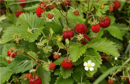 100 Alpine Strawberry Fragaria Vesca Fruit White Flower Seeds Usa Seller - £14.31 GBP
