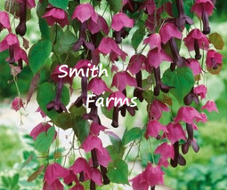 SKM 25 Seeds Purple Bell Clematis Flowers Weping Hanging Basket Vine Eas... - $204.94 MXN