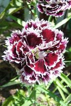 50 Seeds Velvet N Lace Dianthus Plumarius Flower - £13.42 GBP