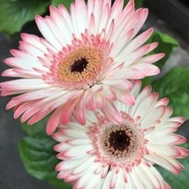 200+ White &amp; Pink Gerbera Daisy Seeds For Garden Planting - USA - Fast Shipping! - $5.48