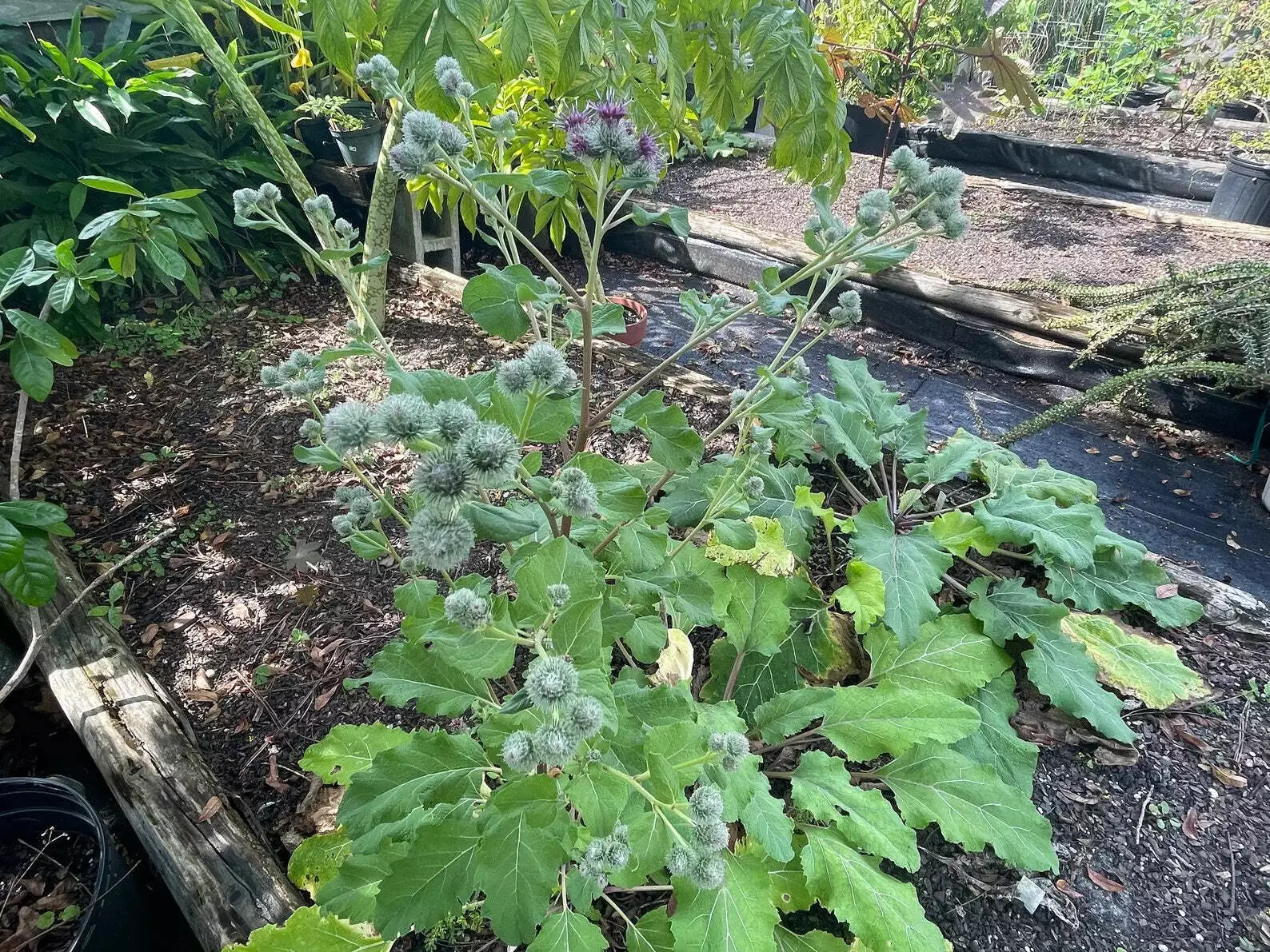Burdock Starter Plant - Gobo - Arctium lappa - $29.11