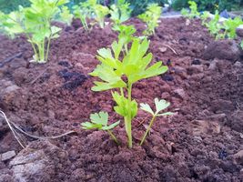1000 Tall Utah Celery Seeds Vegetable Heirloom Garden Container Summer - £14.37 GBP