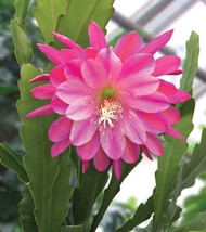 15 Seeds Orchid Cactus Whirly Bird House Plant Flowers Fresh Seeds USA Seller - £9.47 GBP