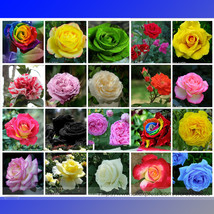  20 Colors Rose Shrub Flower Seeds - $7.00
