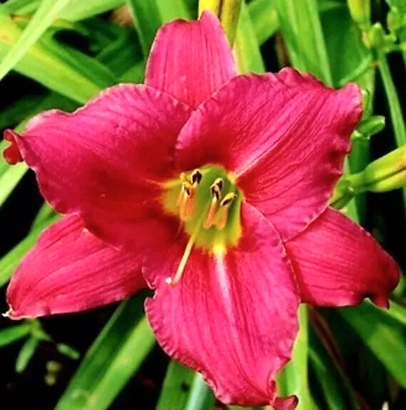 Daylily Ruffled Red CRANBERRY BABY Hemerocallis 1 Live Flower Plant Root - $513.98 MXN