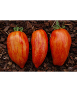 50 + Seeds  Cacadys Folly Tomato Juicy Tomatoe Vegetable Garden Edible F... - $8.66
