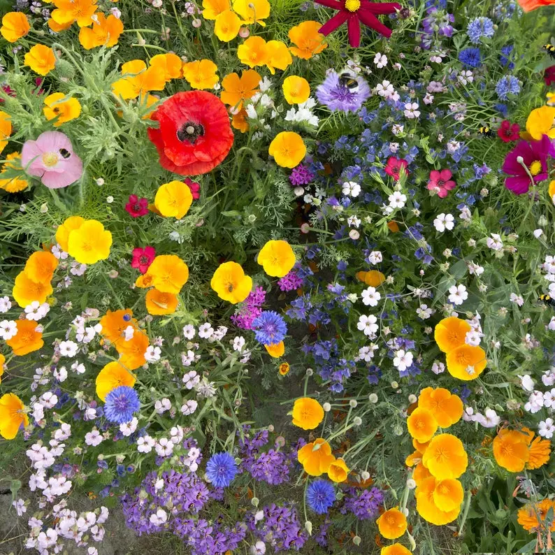 GIB Deer Resistant Wildflower Mix Colorful 200 Seeds - £7.70 GBP