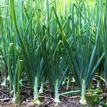 200 Pcs Tokyo Long White Bunching Green Onion Seeds #MNTS - £6.34 GBP