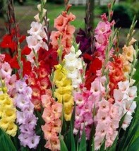 50 Pcs High Survival Rate Rare Striped Gladioli Gladiolus Seeds Plants Garden Pl - £4.13 GBP