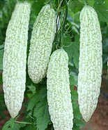 10 White Skin Bitter Gourd Seeds Bitter Melon Seeds Asian Vegetable - $13.70 CAD