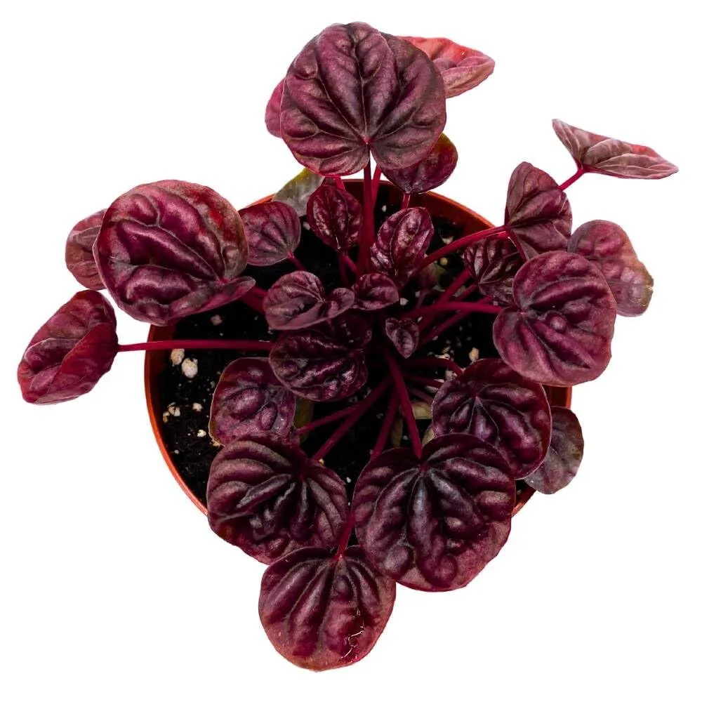 Peperomia S inumi Red 4 in Bright Red Ripple Pep Caperata - £27.77 GBP