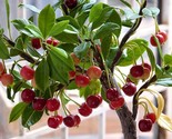 20 Bonsai Dwarf Cherry Tree Seeds Indoor Or Outdoor Fruit Tree - £4.70 GBP