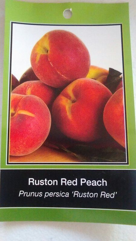 RUSTON RED PEACH 4-6 FT TREE PLANT SWEET JUICY PEACHES FRUIT TREES PLANTS - $140.60