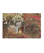 Postcard-Rose Covered Home, California-Girl-Pacific Novelty-Antique DB C... - £7.46 GBP