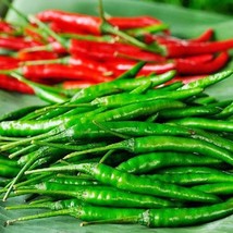 Duang Manee Hot Pepper Seed Thai Hot Cayenne Pepper Seed Var. Duang Manee Usa Fa - $9.93