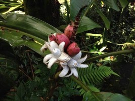 Musa Velutina Hardy Pink Banana Exotic Seeds Fresh Garden USA SELLER - $18.98