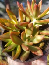 4&quot; Sedum Adolphii Firestorm - $209.21 MXN