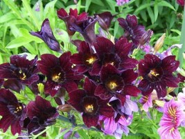 FG 25 Chilean Black Painted Tongue Salpiglossis Sinuata Paisley Flower Seeds - £5.33 GBP