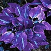 Beautiful Hosta, Perennials Lily Flower Shade Hosta Flower Grass, 150 SEEDS D - £9.71 GBP