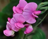Sweet Peas Pearl Pink 15 NON GMO Seeds - $6.82