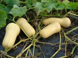 Waltham Butternut Winter Squash Seeds NON-GMO Variety Sizes Sold  - £7.56 GBP