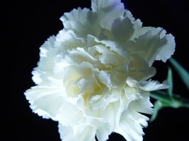 Nouveau! 30 + Blanc Pur  Illet Semences Florales/Pérenne - $14.38