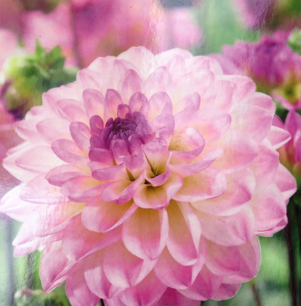 El Paso Decorative Flower #1 Size Root Clump - $31.99