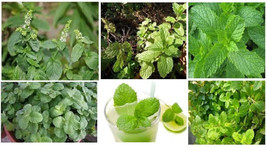 HS Lime Green Known As Mojito Mint Scented Mint Herb Plant 25 Seeds Usa Seller - £2.65 GBP