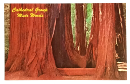 Cathedral Grove Muir Woods National Monument Redwoods Trees CA Postcard c1970s - £3.18 GBP