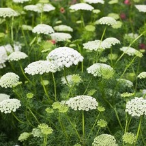 5 Queen Anne’s Lace Plants Bare Root Daucus Carota Perennial Wildflower - $41.05 CAD
