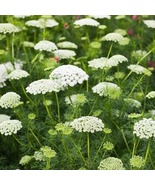 5 Queen Anne’s Lace Plants Bare Root Daucus Carota Perennial Wildflower - $29.99