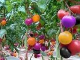 100 Seeds Rainbow Tomato - $10.75
