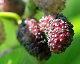 Live Plant Mulberry Tree - &#39;Dwarf Everbearing&#39; - Morus nigra edible fruit - £32.86 GBP