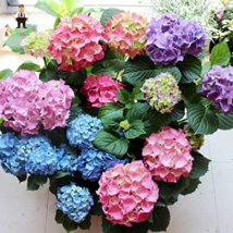 50 Seeds Bonsai Hydrangea Mixed Climbing Hydrangea Plants Flowers Beautify The E - £5.84 GBP