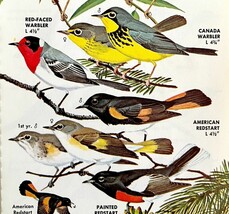 Warbler Redstart Varieties And Types 1966 Color Bird Art Print Nature #1... - $19.99