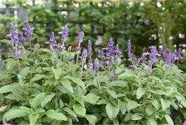 Sage Bonsai Vanilla Fragrant Flowers Edible Salvia Japonica Bonsai, 100 SEEDS D - £9.28 GBP