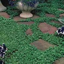 Dichondra Repens- 200 Seeds - £5.75 GBP