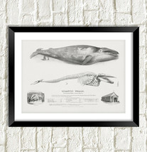 Blue Whale Print: Vintage Whale Anatomy Art Illustration - £6.92 GBP+